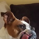 Veterinary Dentistry Specialists