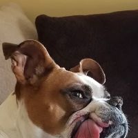 Veterinary Dentistry Specialists ico