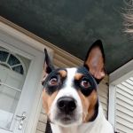 Plymouth Animal Hospital