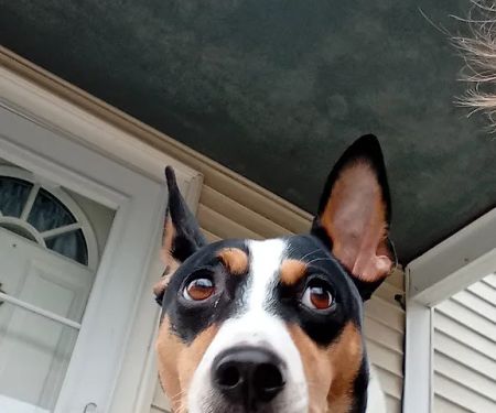 Plymouth Animal Hospital