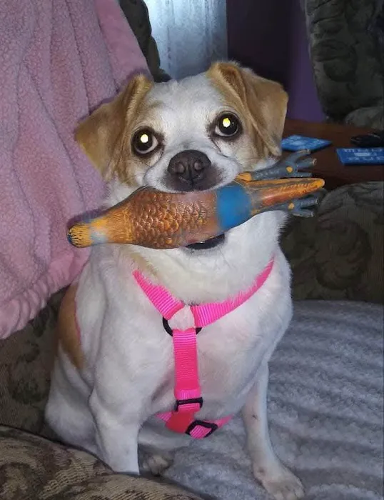 Plymouth Animal Hospital Picture 2