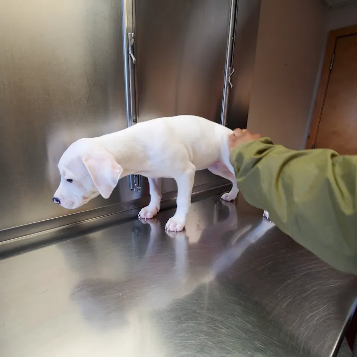 Plymouth Animal Hospital Picture 9