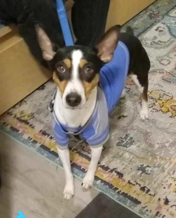 Plymouth Animal Hospital Picture 10