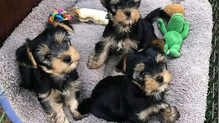 Yorkie Puppies For rehoming USA Picture 1
