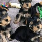 Yorkie Puppies For rehoming USA