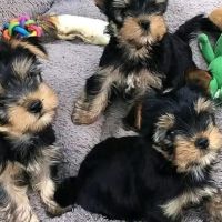Yorkie Puppies For rehoming USA ico
