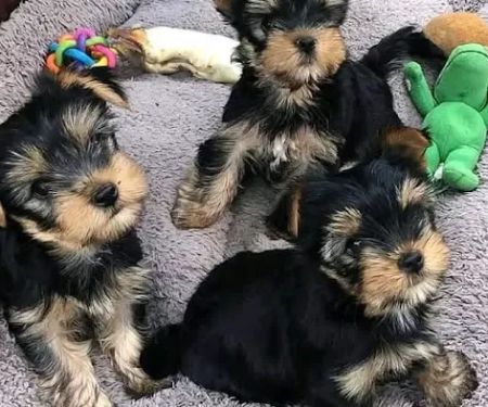 Yorkie Puppies For rehoming USA