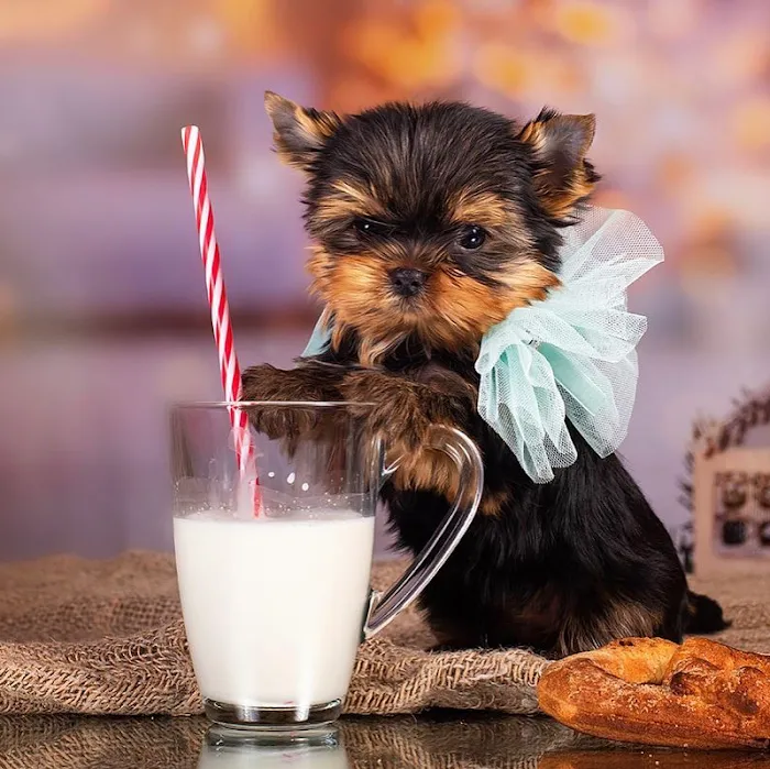 Yorkie Puppies For rehoming USA Picture 3
