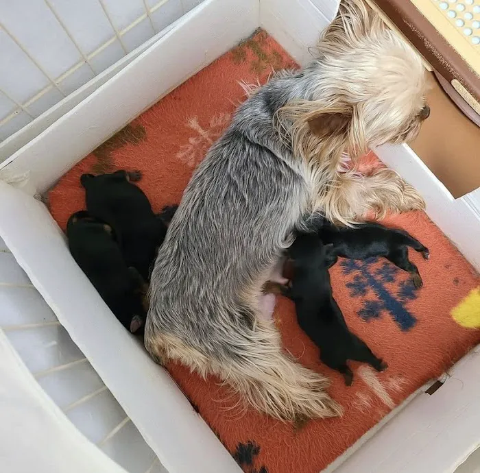 Yorkie Puppies For rehoming USA Picture 6