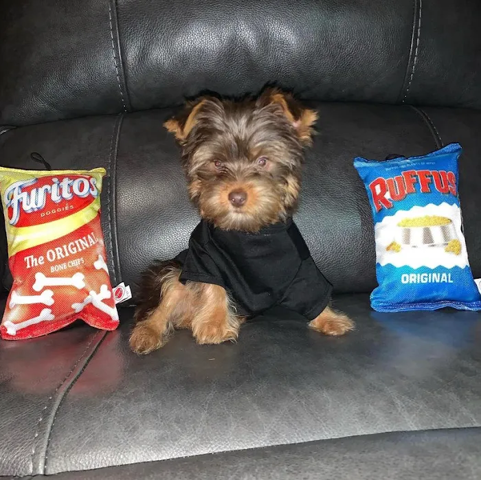Yorkie Puppies For rehoming USA Picture 5