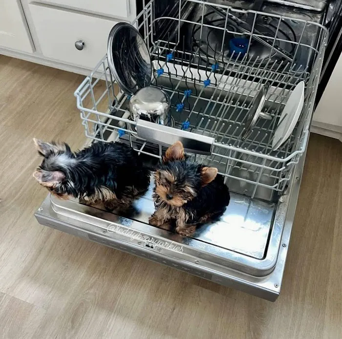 Yorkie Puppies For rehoming USA Picture 4