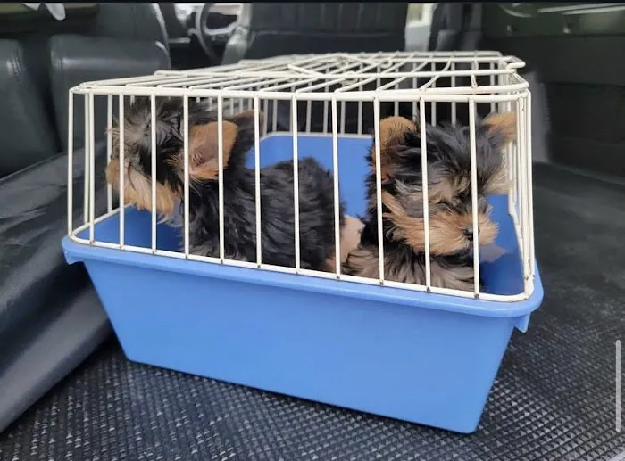 Yorkie Puppies For rehoming USA Picture 8