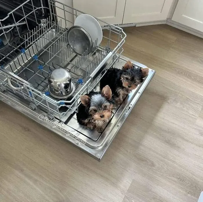 Yorkie Puppies For rehoming USA Picture 7