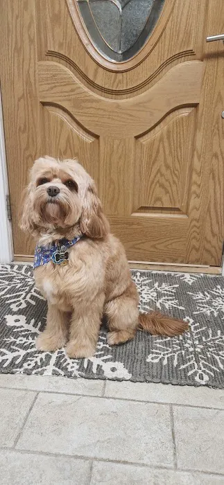 Fluffy Pets Picture 2