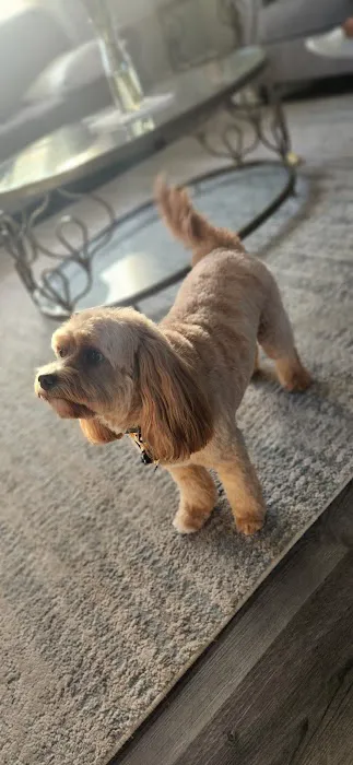 Fluffy Pets Picture 10