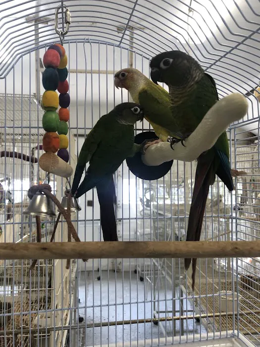 Parrot Haven Picture 3
