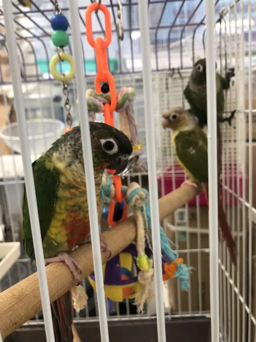 Parrot Haven Picture 2