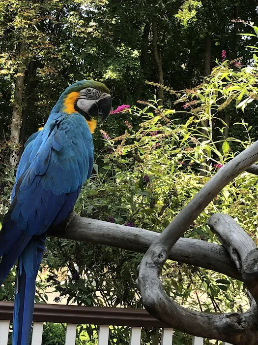 Parrot Haven Picture 1