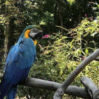 Parrot Haven ico