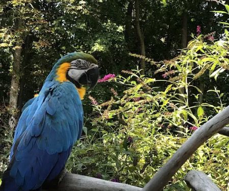 Parrot Haven