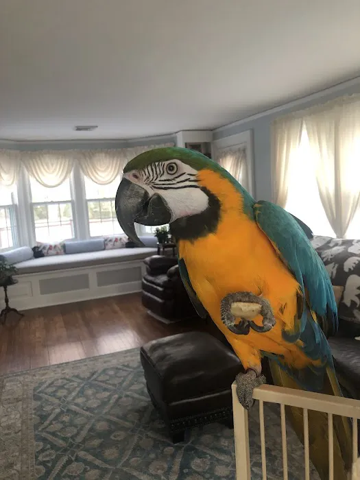 Parrot Haven Picture 4