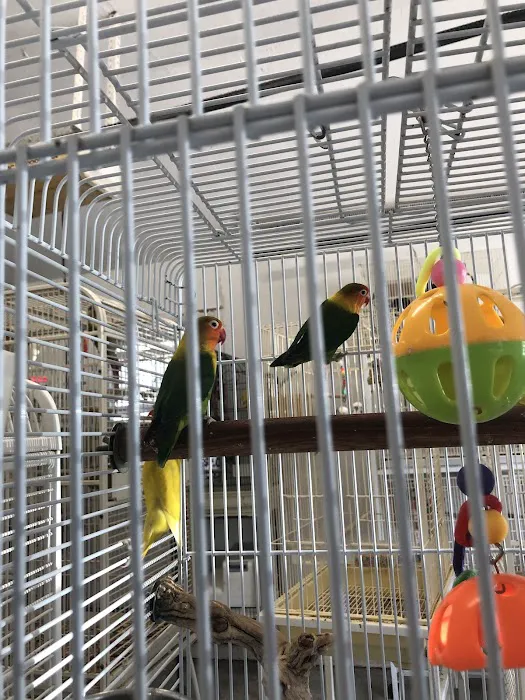 Parrot Haven Picture 6