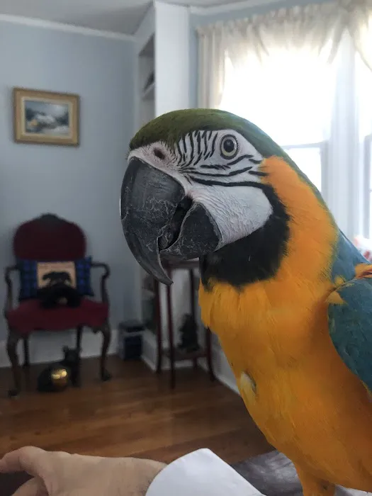 Parrot Haven Picture 5