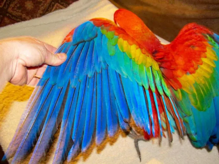 Parrot Haven Picture 9