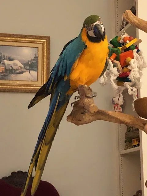 Parrot Haven Picture 10