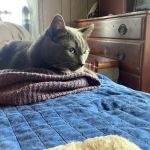 BluePearl Pet Hospital