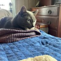 BluePearl Pet Hospital ico