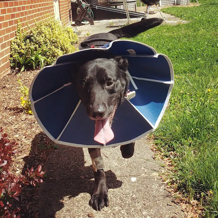 BluePearl Pet Hospital Picture 2
