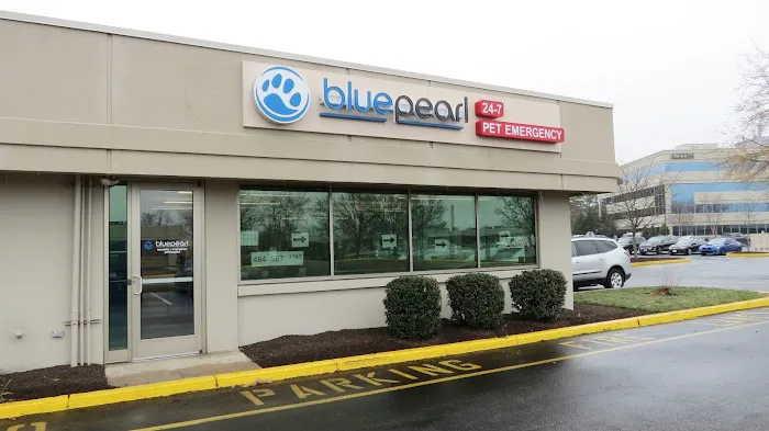BluePearl Pet Hospital Picture 3