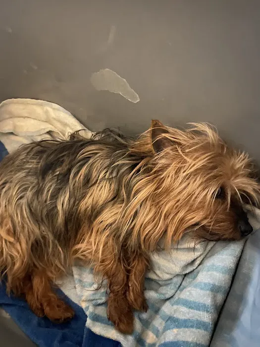 BluePearl Pet Hospital Picture 5
