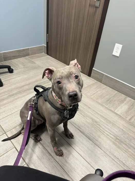 BluePearl Pet Hospital Picture 6