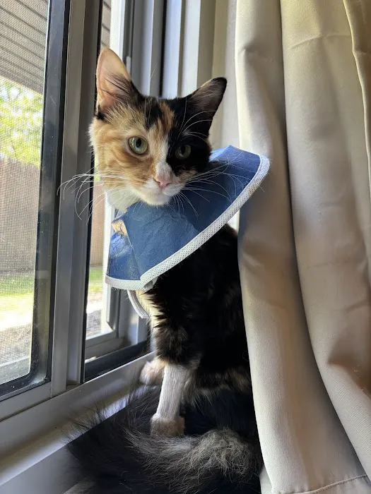 BluePearl Pet Hospital Picture 4