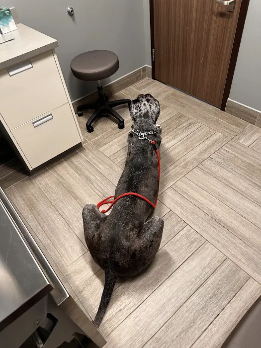 BluePearl Pet Hospital Picture 10