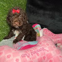 Fashionable Pets ico