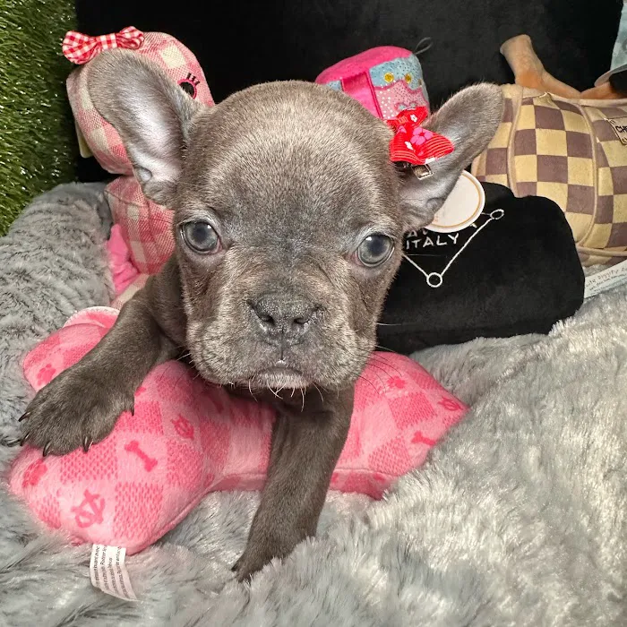 Fashionable Pets Picture 8