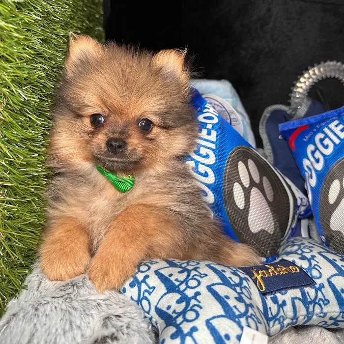 Fashionable Pets Picture 10
