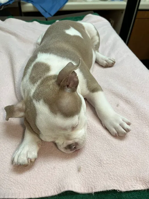 Paws Pet Clinic Picture 6
