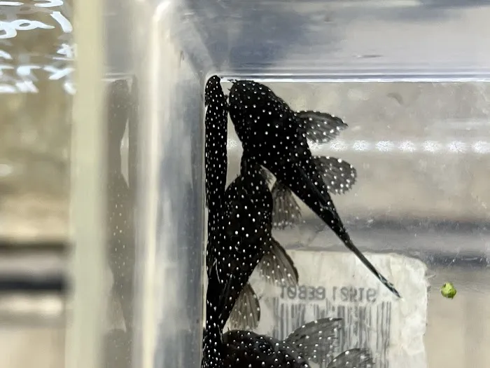 Global Fish Co. Picture 2