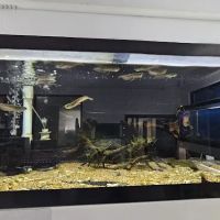 Global Fish Co. ico