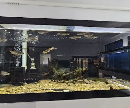 Global Fish Co.