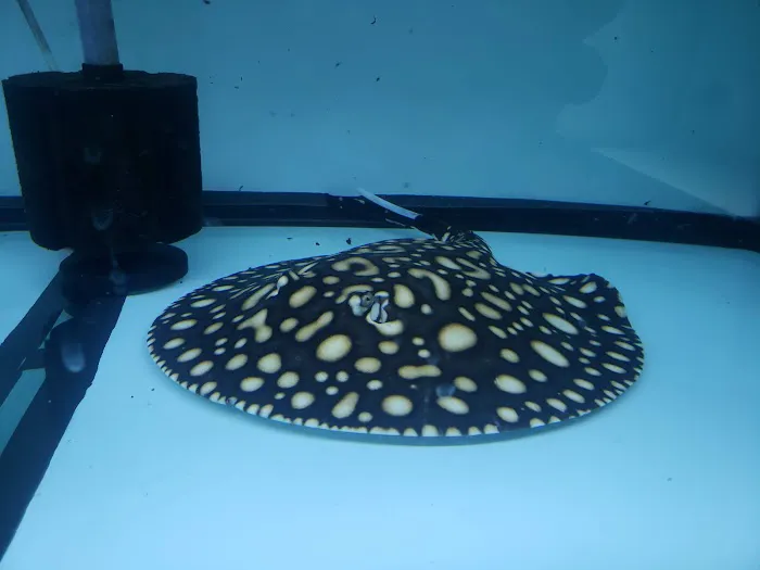 Global Fish Co. Picture 8