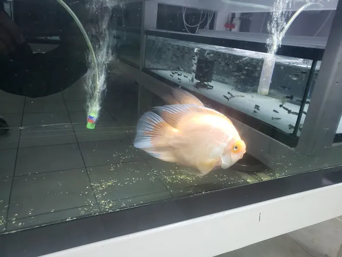 Global Fish Co. Picture 9