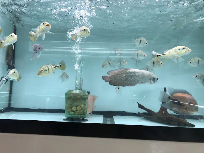 Global Fish Co. Picture 7