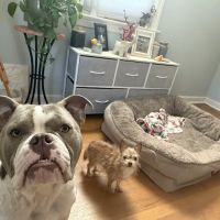 Hickory Veterinary and Specialty Hospital ico