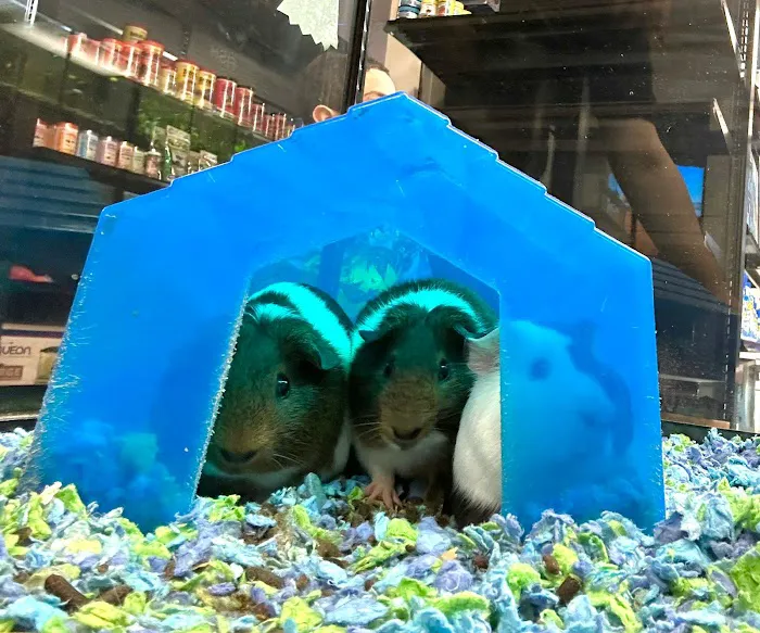 BM Exotic Pets Picture 2
