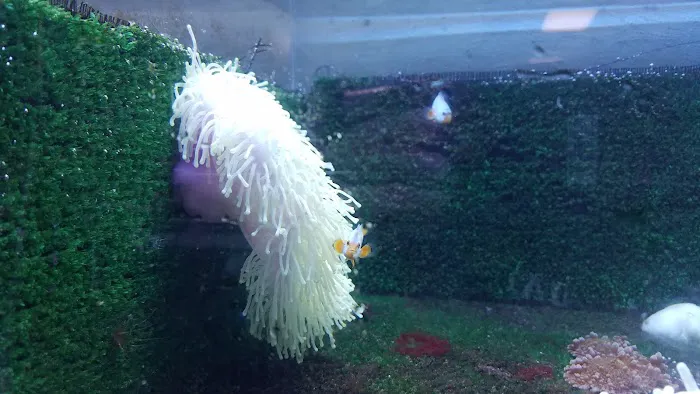 Aquatics & More (wholesale only) Picture 3